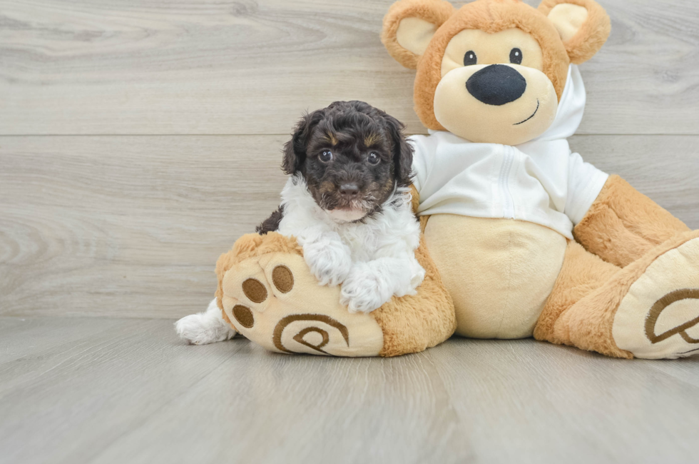 5 week old Poodle Puppy For Sale - Premier Pups