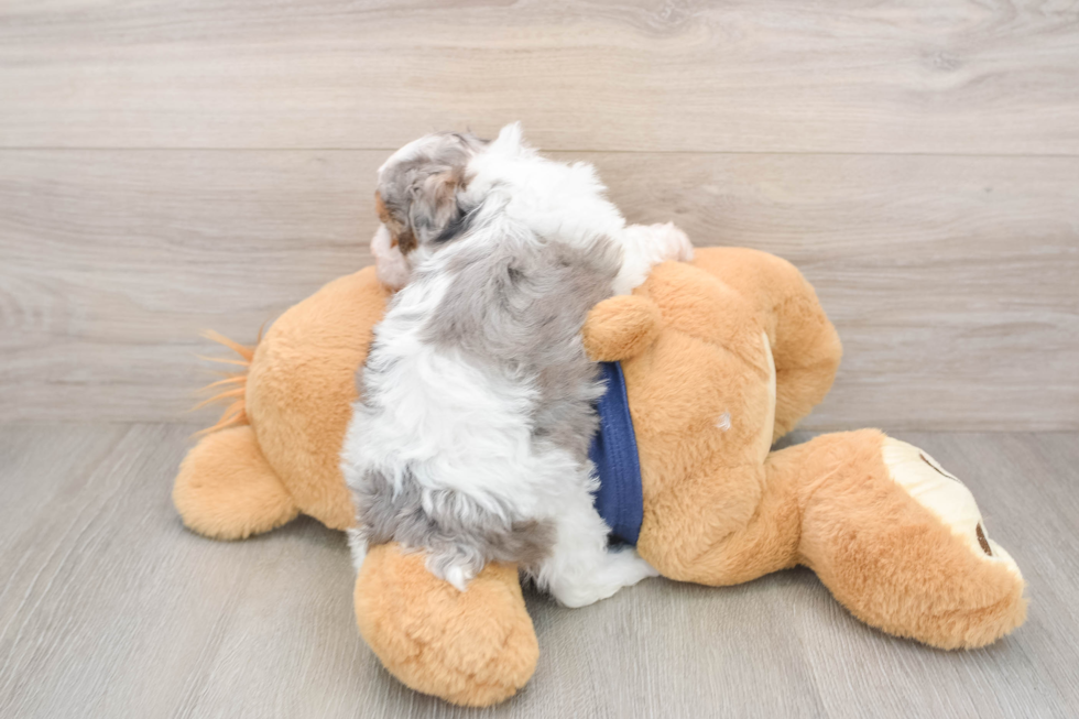 Poodle Puppy for Adoption