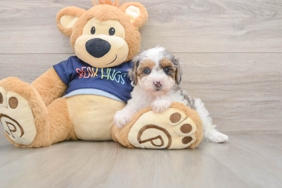 Funny Poodle Purebred Pup