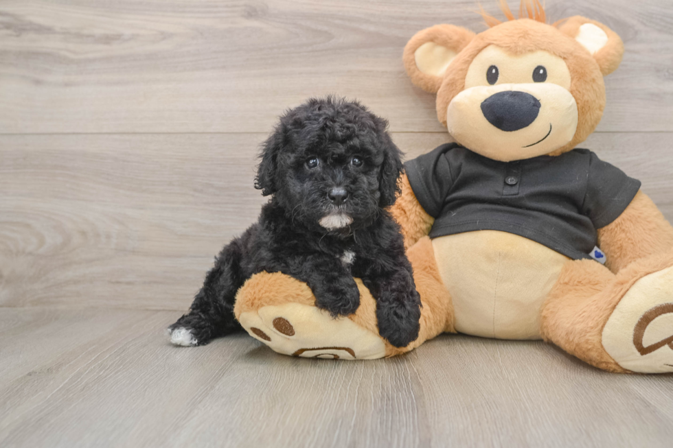 Small Poodle Baby