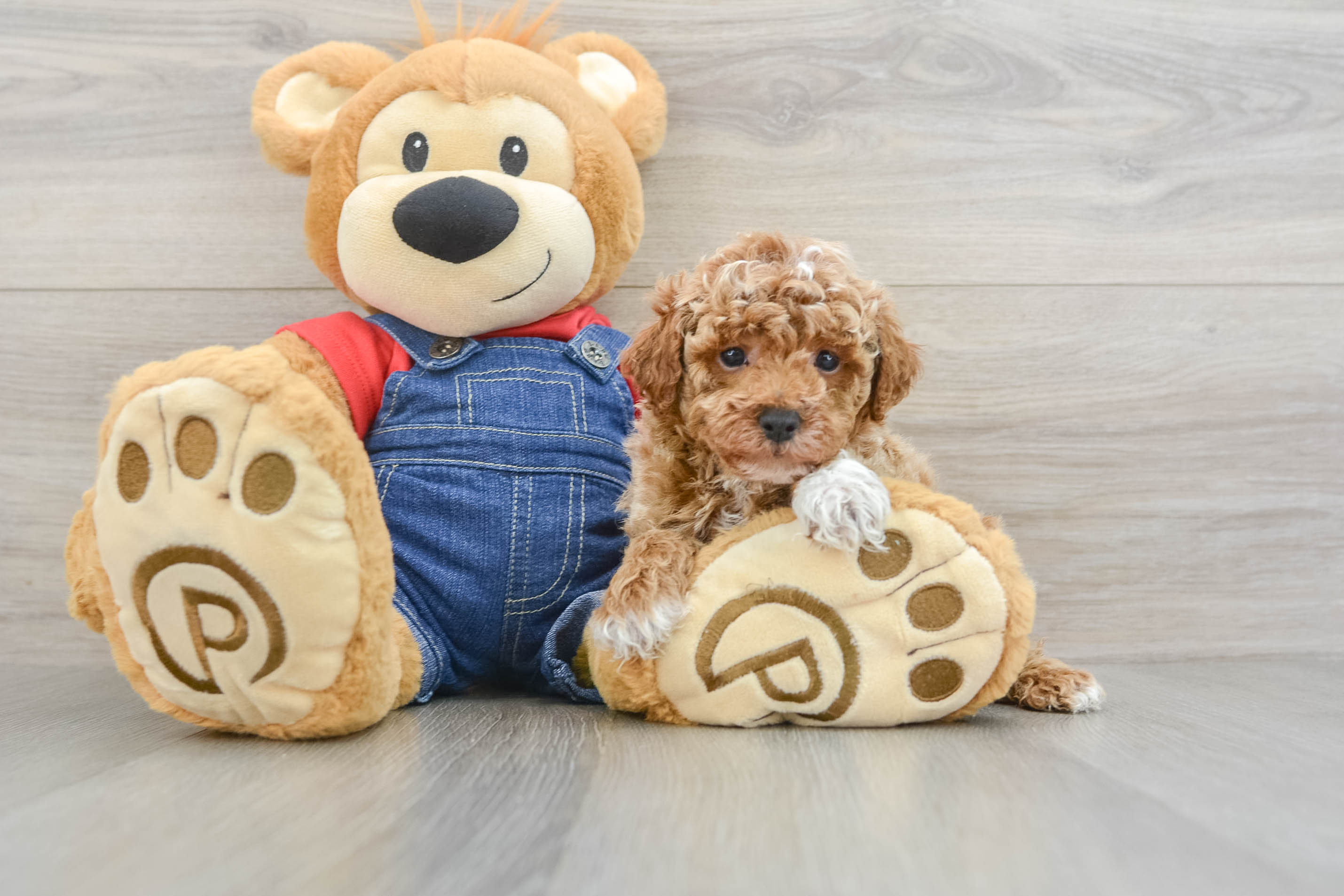 Best Poodle Baby