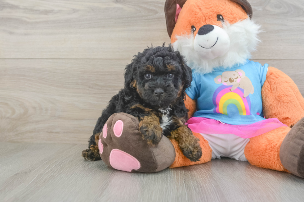 5 week old Poodle Puppy For Sale - Premier Pups