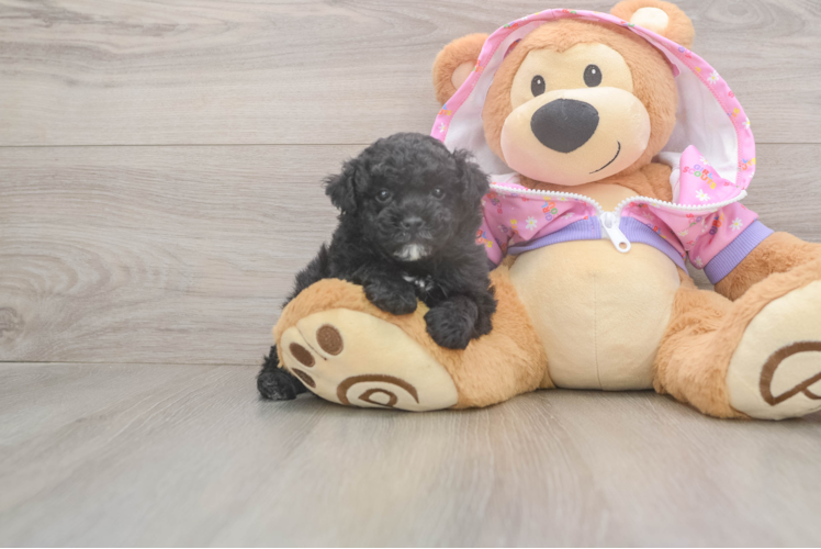 Happy Pudel Purebred Puppy