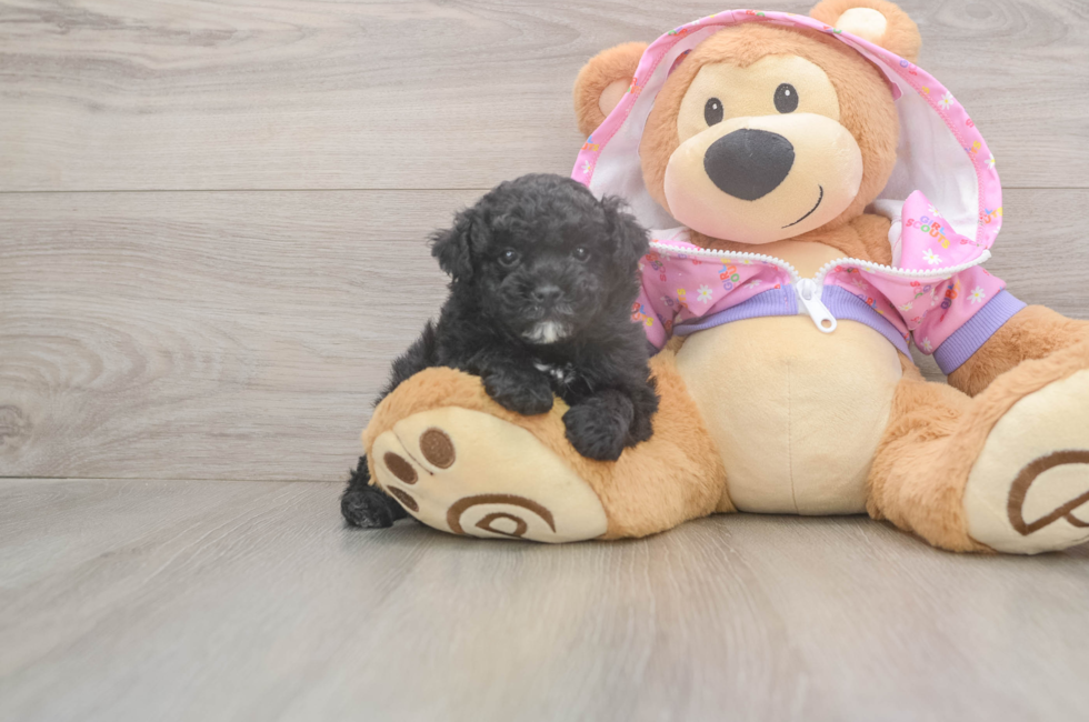 5 week old Poodle Puppy For Sale - Premier Pups