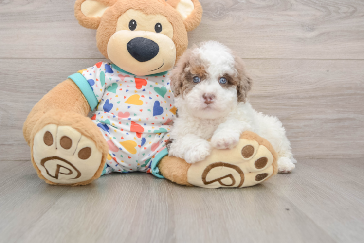 Adorable Pudel Purebred Puppy