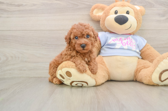 Hypoallergenic Poodle Baby