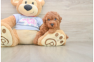 Fluffy Pudel Purebred Puppy