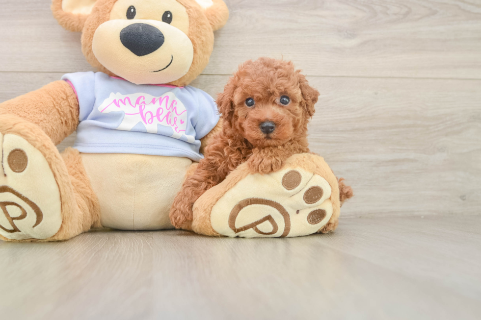 Fluffy Pudel Purebred Puppy
