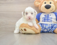 7 week old Poodle Puppy For Sale - Premier Pups