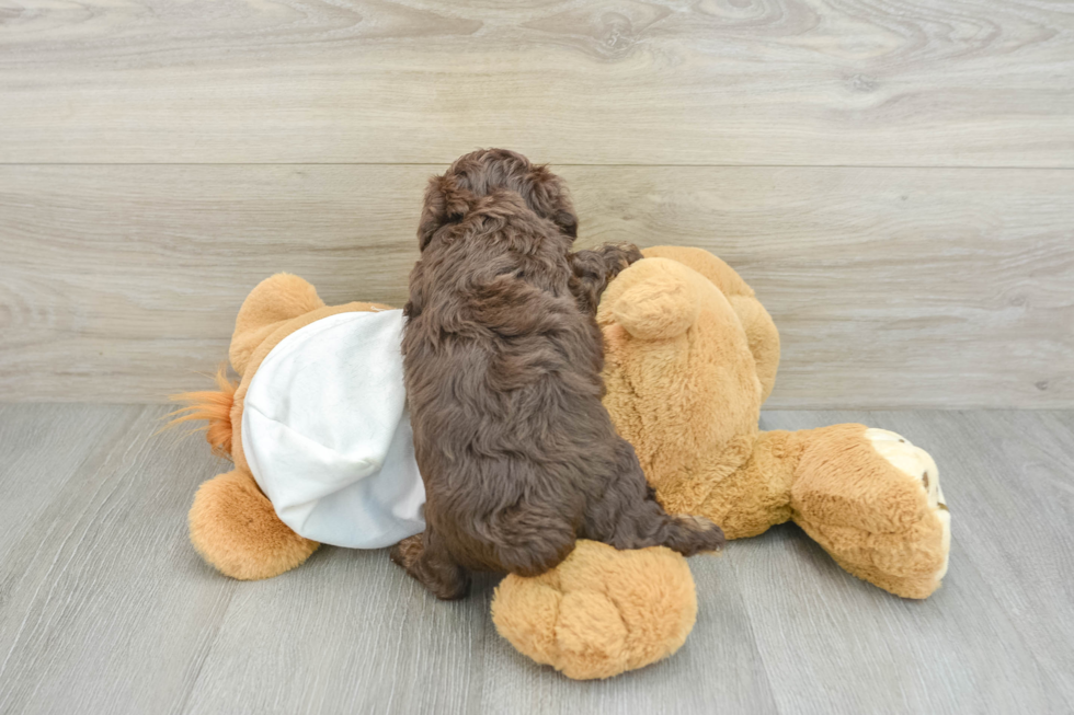 Friendly Poodle Baby