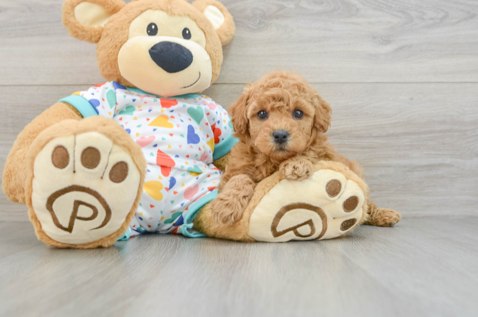 6 week old Poodle Puppy For Sale - Premier Pups