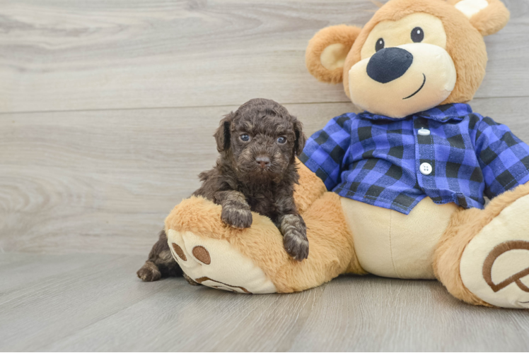 Poodle Puppy for Adoption