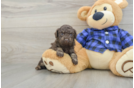 Poodle Puppy for Adoption