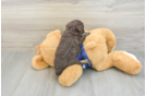 Poodle Puppy for Adoption