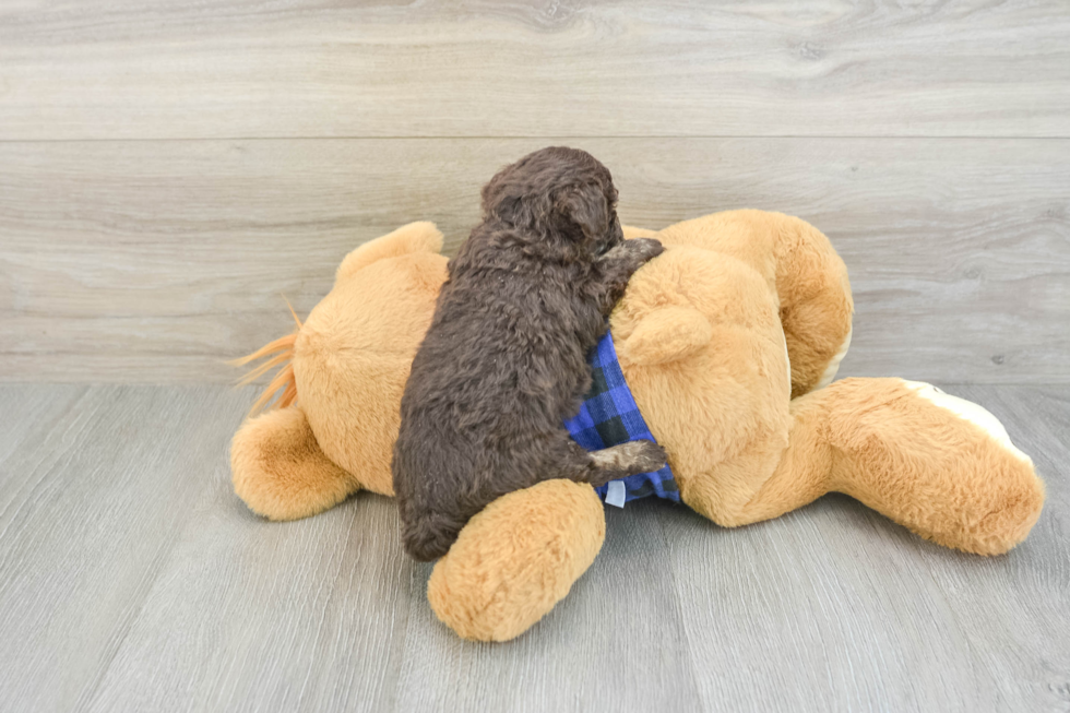 Poodle Puppy for Adoption