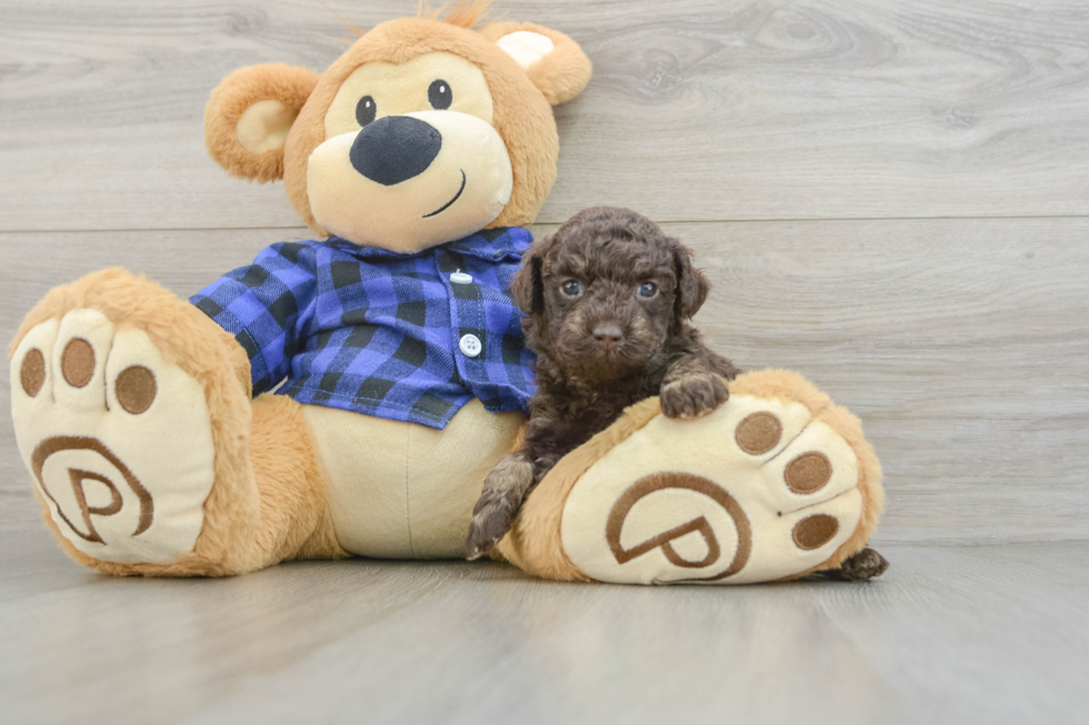 Hypoallergenic Poodle Purebred Pup