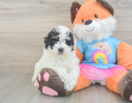 8 week old Poodle Puppy For Sale - Premier Pups