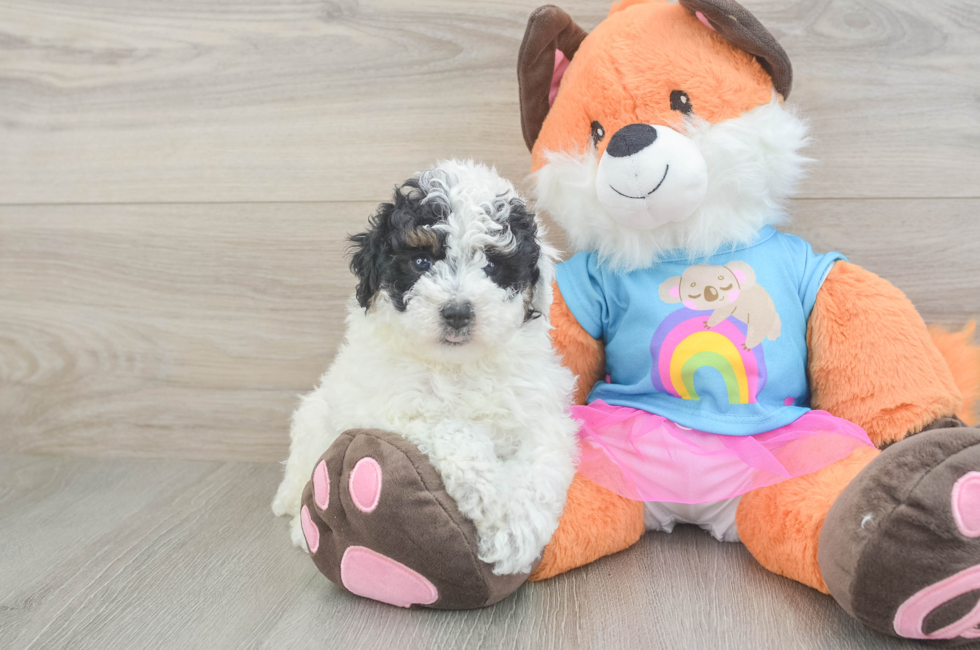 5 week old Poodle Puppy For Sale - Premier Pups