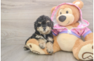 Best Poodle Baby