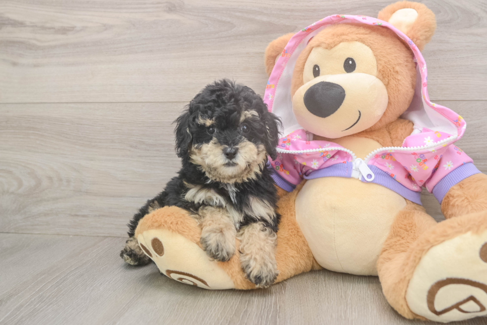 Best Poodle Baby
