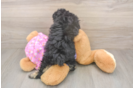 Little Poodle Baby