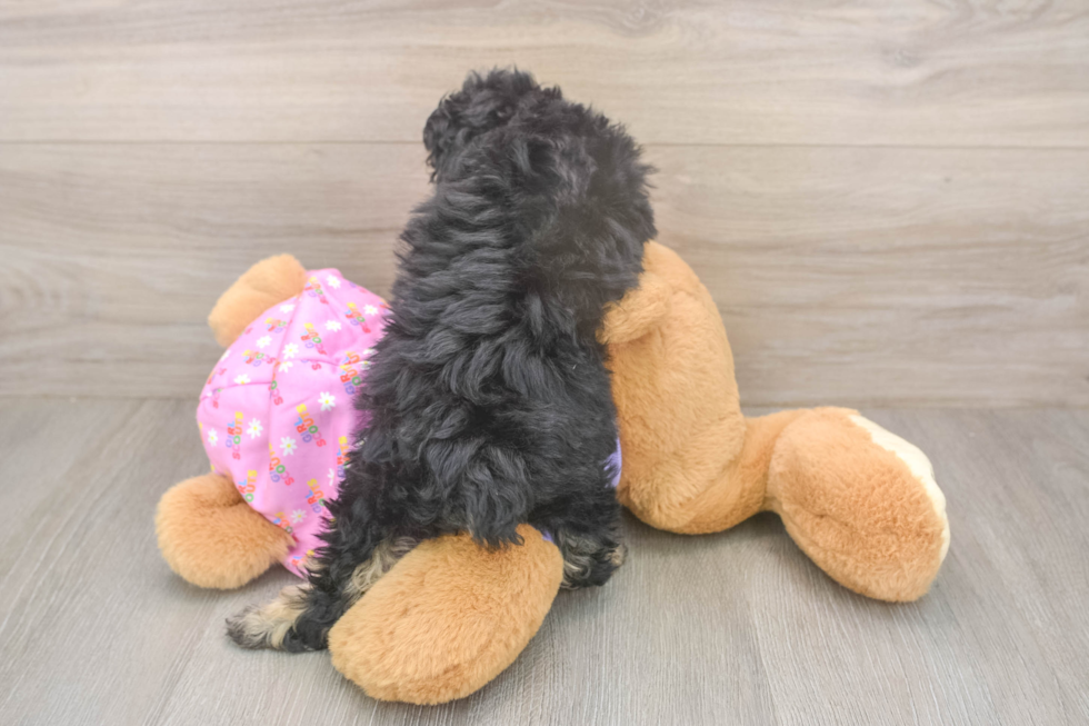 Little Poodle Baby