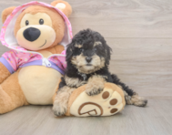 9 week old Poodle Puppy For Sale - Premier Pups