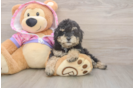 Funny Poodle Baby