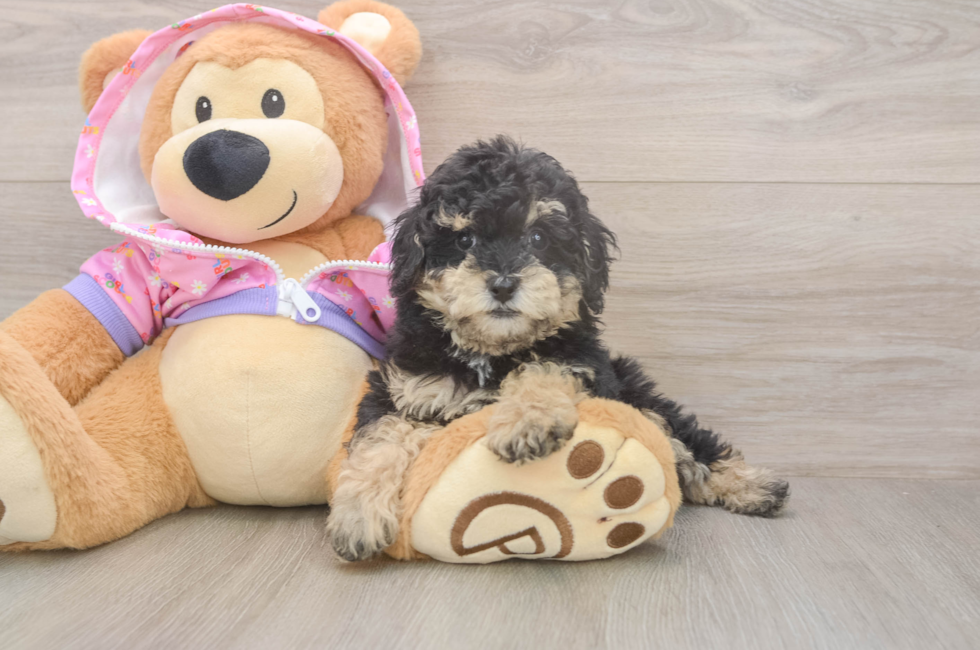 7 week old Poodle Puppy For Sale - Premier Pups