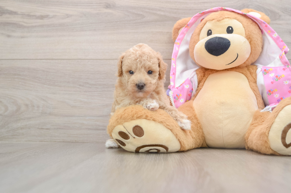 Poodle Puppy for Adoption