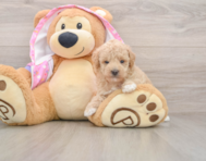 7 week old Poodle Puppy For Sale - Premier Pups