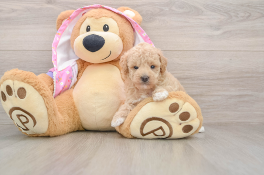 Fluffy Pudle Purebred Puppy