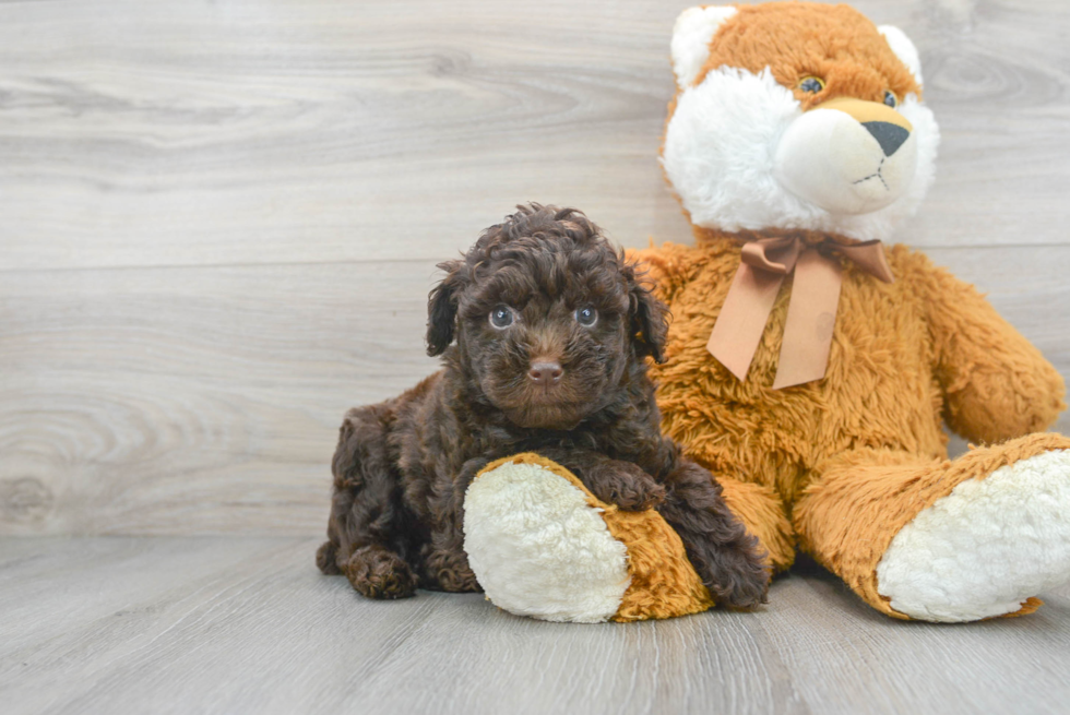 Poodle Puppy for Adoption