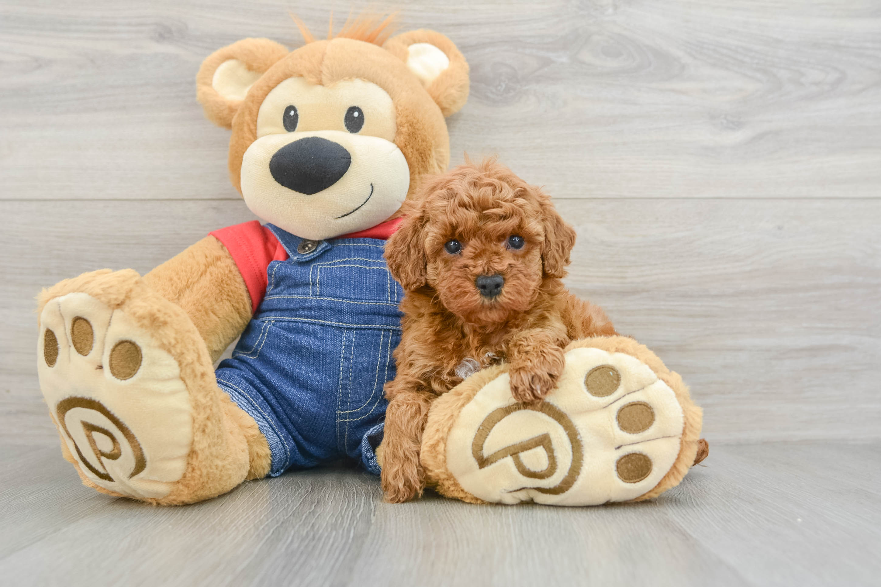 Poodle Puppy for Adoption