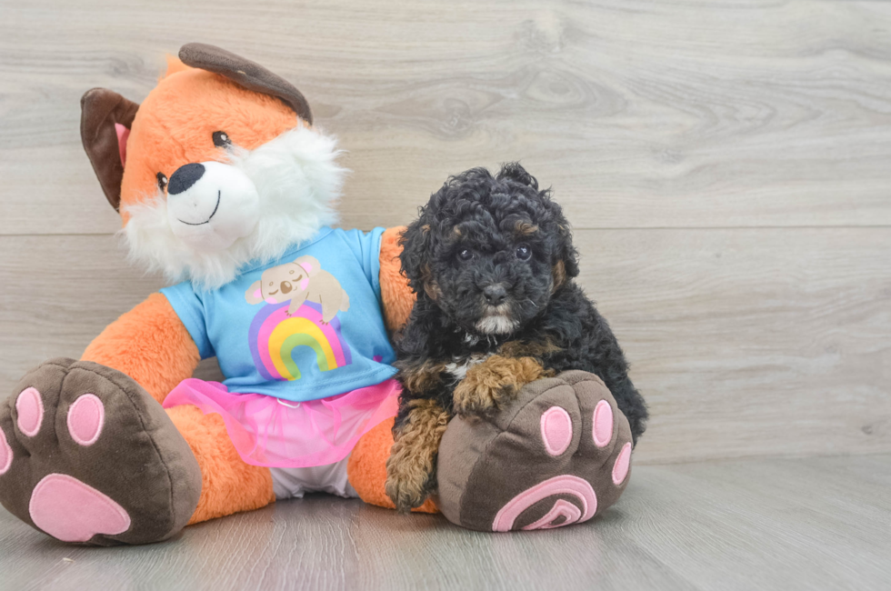 5 week old Poodle Puppy For Sale - Premier Pups