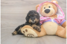 Playful Poodle Purebred Pup