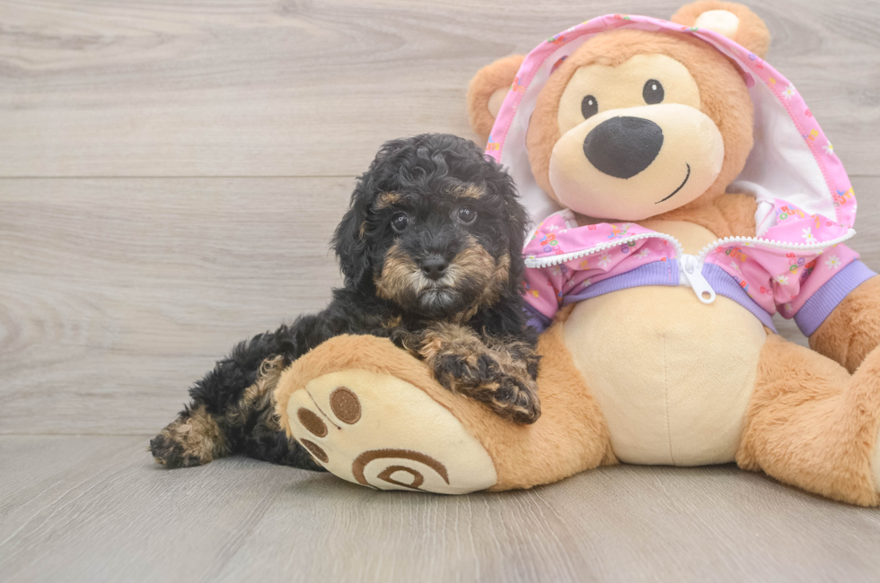 7 week old Poodle Puppy For Sale - Premier Pups