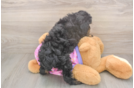 Best Poodle Baby