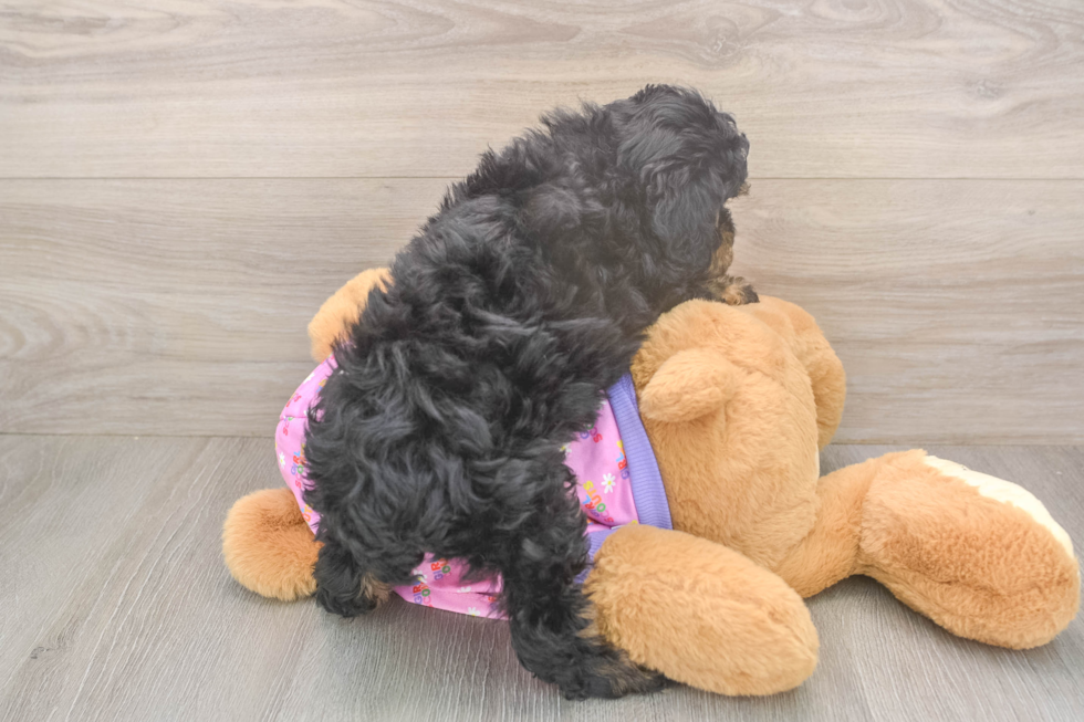Best Poodle Baby