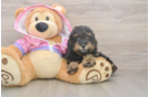 Small Poodle Purebred Pup