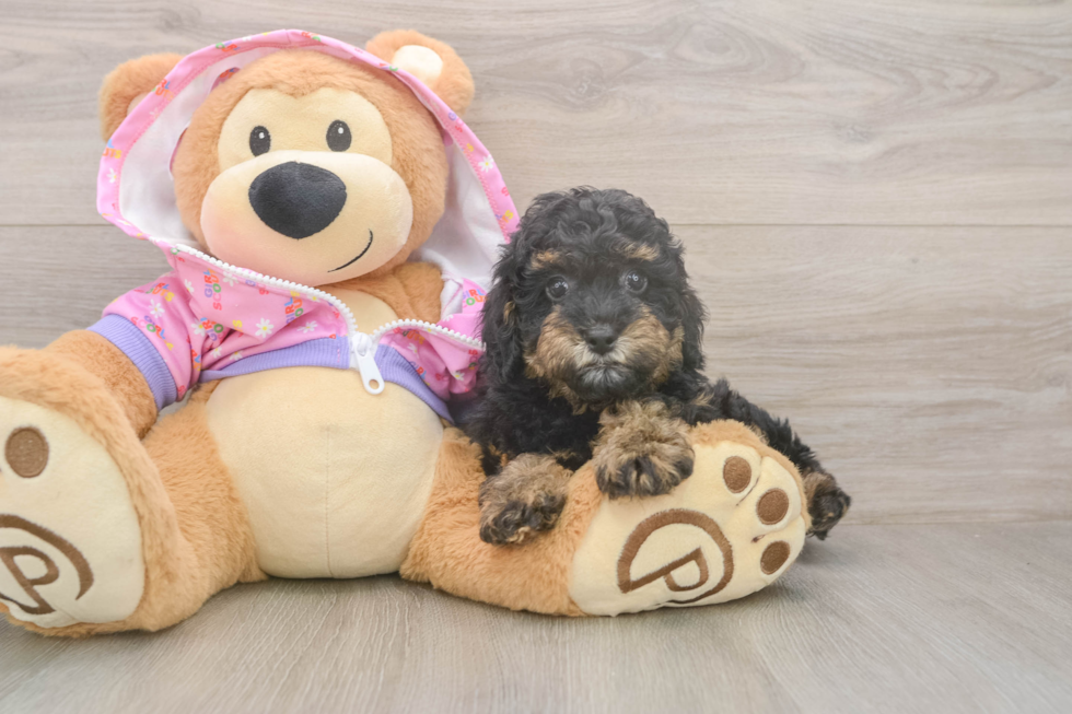 Small Poodle Purebred Pup