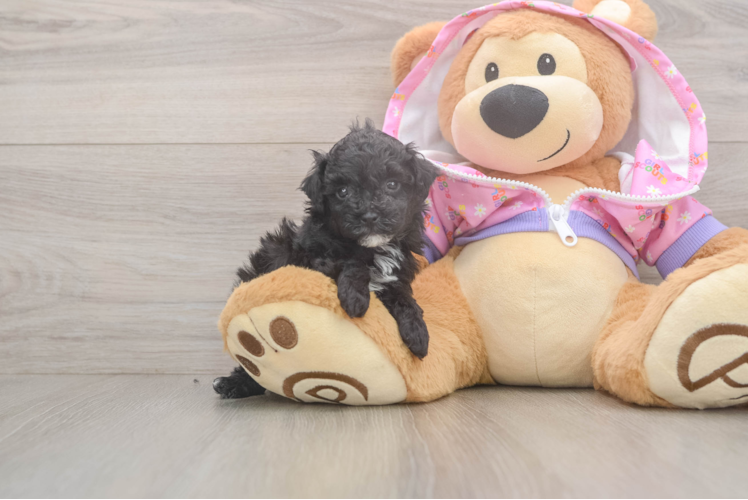 Petite Caniche Purebred Puppy