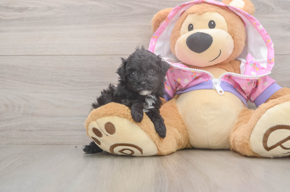 5 week old Poodle Puppy For Sale - Premier Pups