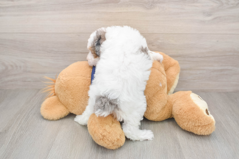 Energetic Pudle Purebred Puppy