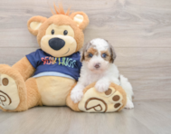 8 week old Poodle Puppy For Sale - Premier Pups