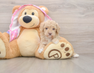 6 week old Poodle Puppy For Sale - Premier Pups