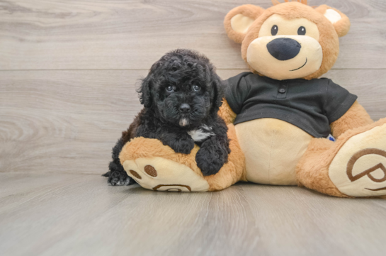 LUCILLE, a Poodle littermate
