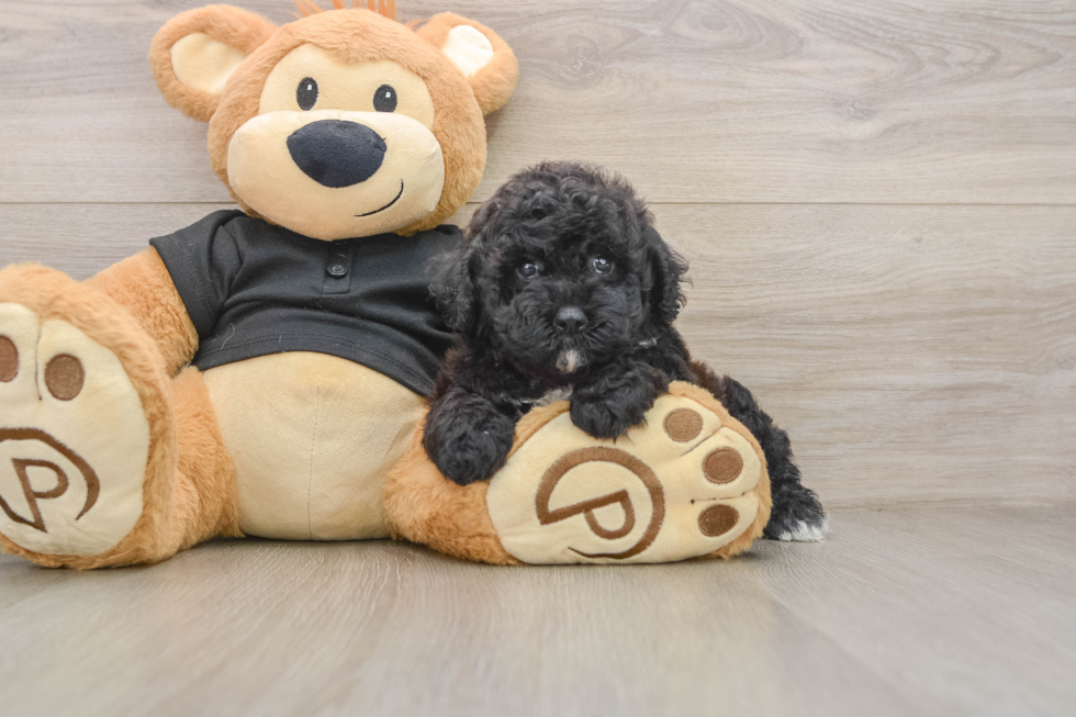 Poodle Puppy for Adoption