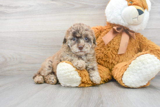 Friendly Poodle Baby