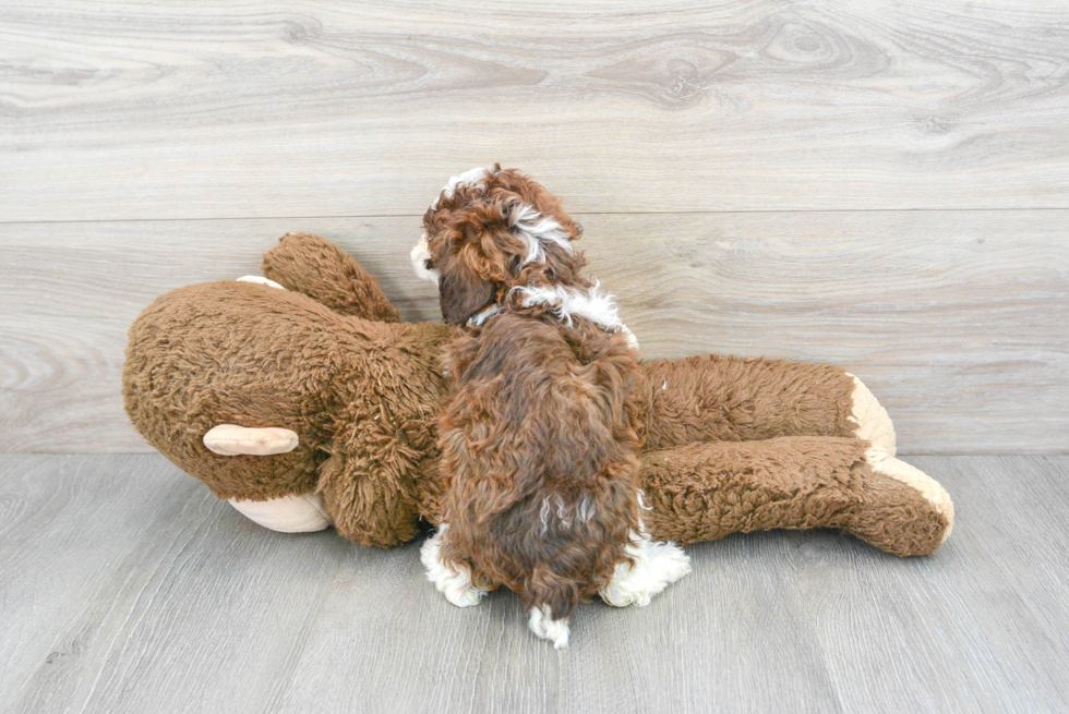 Best Poodle Baby